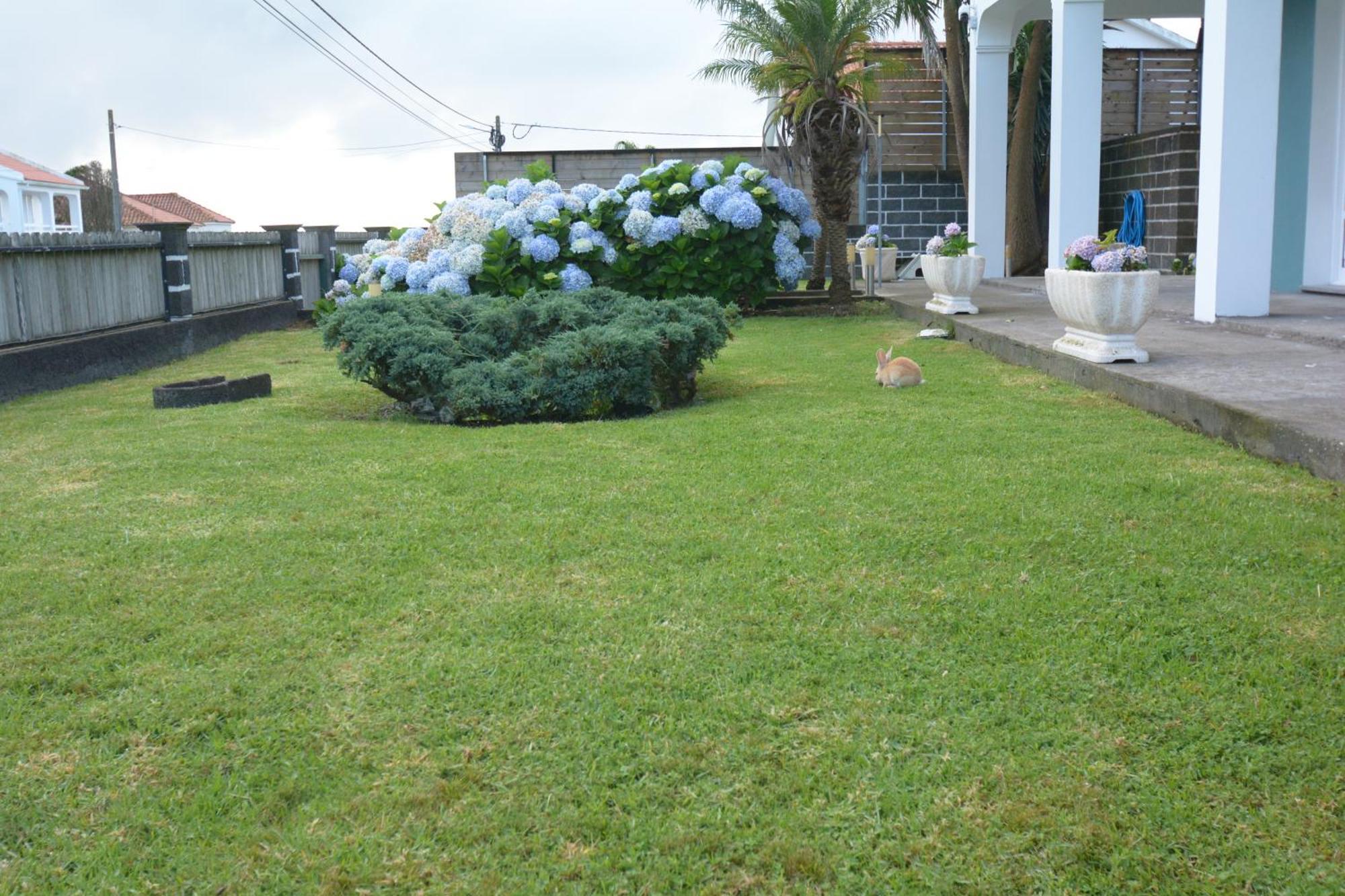 Casinha Das Hortensias Daire Horta  Dış mekan fotoğraf