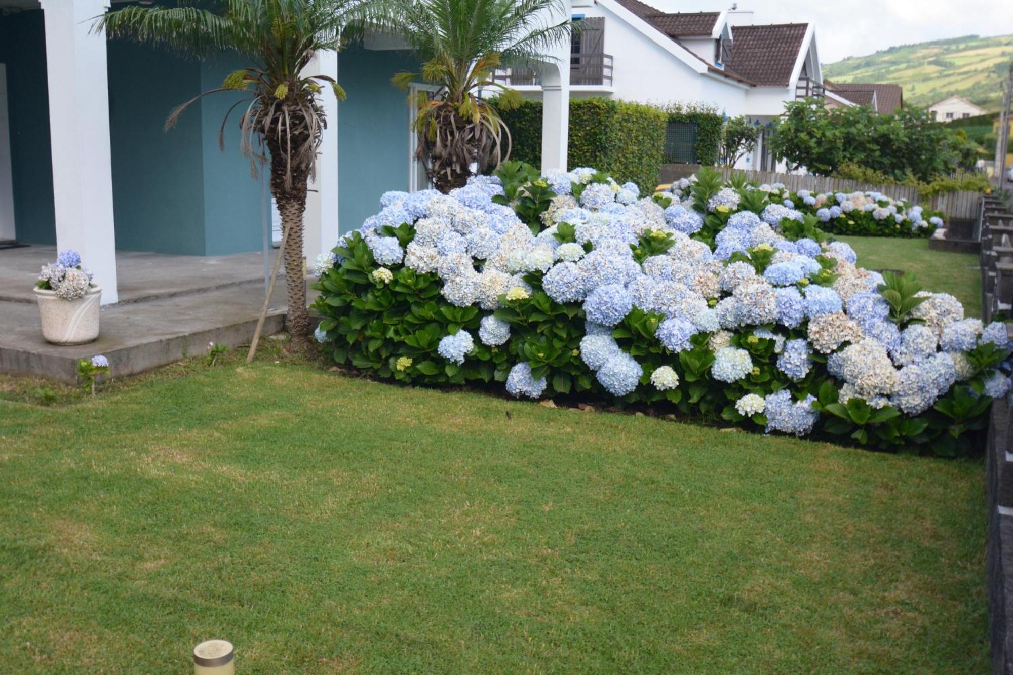 Casinha Das Hortensias Daire Horta  Dış mekan fotoğraf