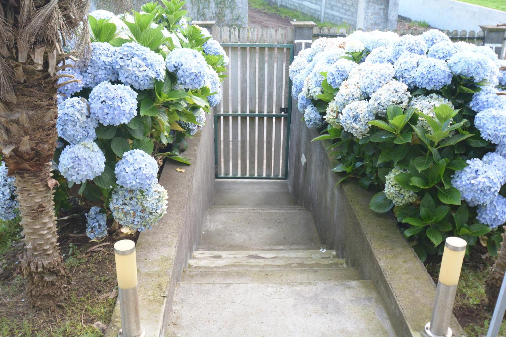 Casinha Das Hortensias Daire Horta  Dış mekan fotoğraf